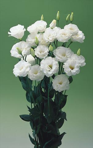 Photo de variété de fleurs à utiliser comme:  Lisianthus (Eustoma grandiflorum) Croma White F1