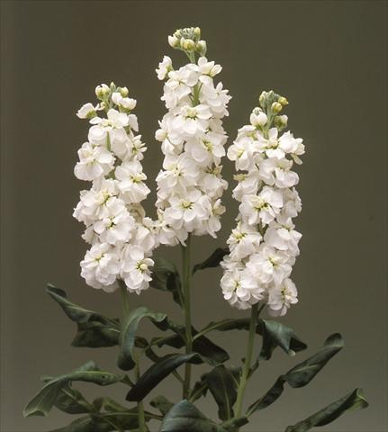 Photo de variété de fleurs à utiliser comme: Plante à massif/ plante de bordure Matthiola incana Canneto White
