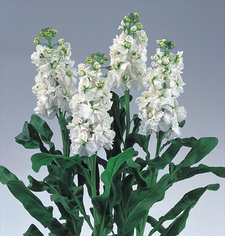 Photo de variété de fleurs à utiliser comme: Plante à massif/ plante de bordure Matthiola incana Noble White