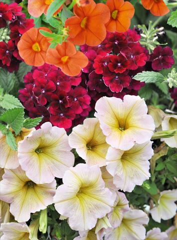 Photo de variété de fleurs à utiliser comme: Pot, patio, Suspension 3 Combo RED FOX Confetti Garden Blazing Maple