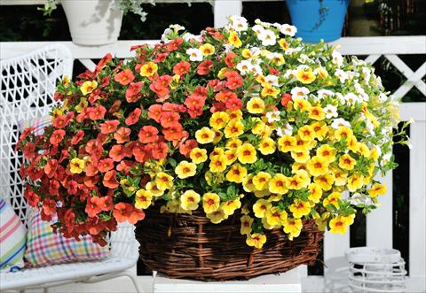 Photo de variété de fleurs à utiliser comme: Pot, patio, Suspension 3 Combo RED FOX Confetti Garden Hawaiian Fruit Bowl