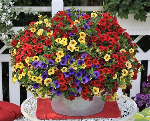 Photo de variété de fleurs à utiliser comme: Pot, patio, Suspension 3 Combo RED FOX Confetti Garden Hawaiian Hilo
