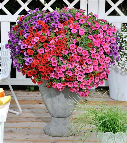 Photo de variété de fleurs à utiliser comme: Pot, patio, Suspension 3 Combo RED FOX Confetti Garden Hawaiian Mahalo