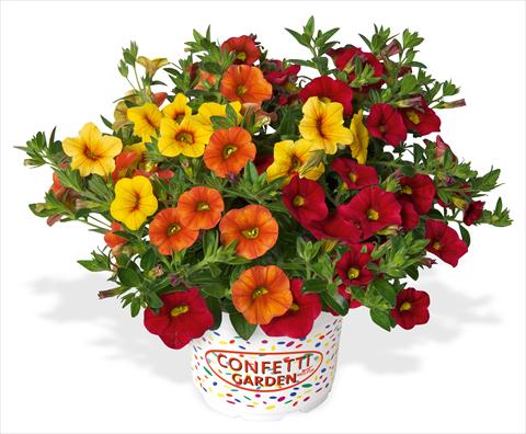Photo de variété de fleurs à utiliser comme: Pot, patio, Suspension 3 Combo RED FOX Confetti Garden Hawaiian Summer