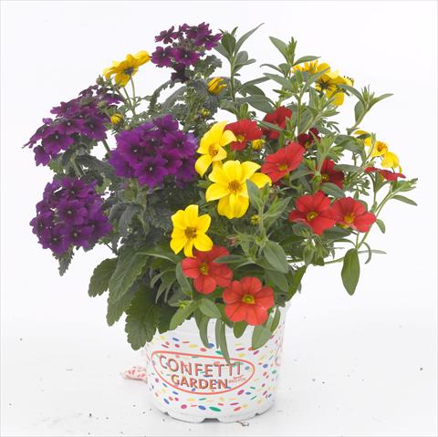 Photo de variété de fleurs à utiliser comme: Pot, patio, Suspension 3 Combo RED FOX Confetti Garden Patchwork