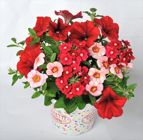 Photo de variété de fleurs à utiliser comme: Pot, patio, Suspension 3 Combo RED FOX Confetti Garden Rockin Red
