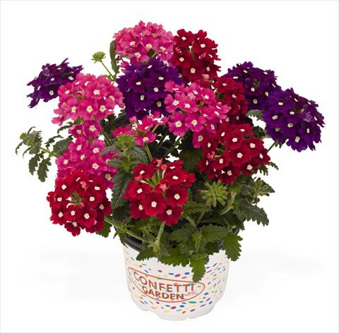 Photo de variété de fleurs à utiliser comme: Pot, patio, Suspension 3 Combo RED FOX Confetti Garden Royal Charme