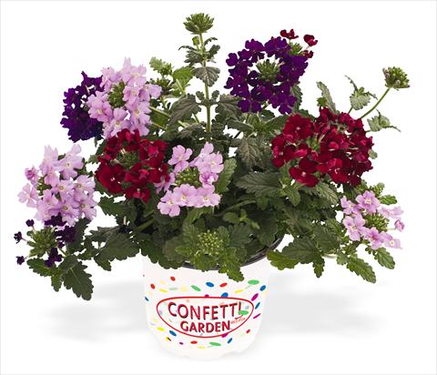Photo de variété de fleurs à utiliser comme: Pot, patio, Suspension 3 Combo RED FOX Confetti Garden Royal Flush