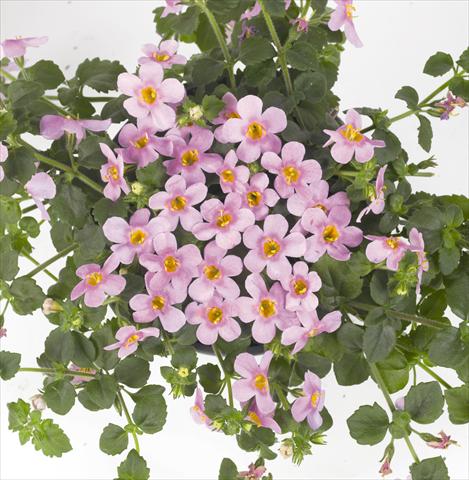 Photo de variété de fleurs à utiliser comme: Pot, patio, Suspension Bacopa (Sutera cordata) RED FOX Bahia Pink Halo