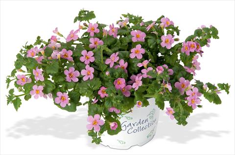 Photo de variété de fleurs à utiliser comme: Pot, patio, Suspension Bacopa (Sutera cordata) RED FOX Bahia Pink Sand