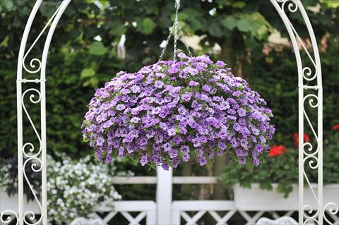 Photo de variété de fleurs à utiliser comme: Pot, Plante à massif, patio, Suspension Calibrachoa RED FOX Aloha® Double Lavender