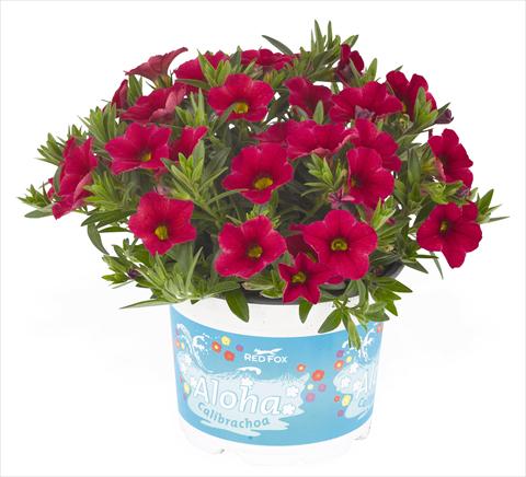 Photo de variété de fleurs à utiliser comme: Pot, Plante à massif, patio, Suspension Calibrachoa RED FOX Aloha® Kona Cherry
