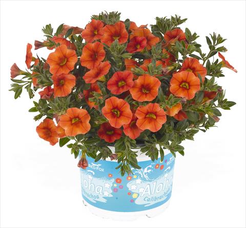 Photo de variété de fleurs à utiliser comme: Pot, Plante à massif, patio, Suspension Calibrachoa RED FOX Aloha® Kona Hot Orange