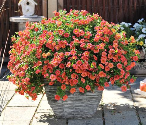 Photo de variété de fleurs à utiliser comme: Pot, Plante à massif, patio, Suspension Calibrachoa RED FOX Aloha® Kona Mandarin