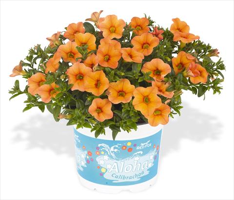 Photo de variété de fleurs à utiliser comme: Pot, Plante à massif, patio, Suspension Calibrachoa RED FOX Aloha® Kona Mango
