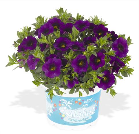 Photo de variété de fleurs à utiliser comme: Pot, Plante à massif, patio, Suspension Calibrachoa RED FOX Aloha® Kona Midnight Blue
