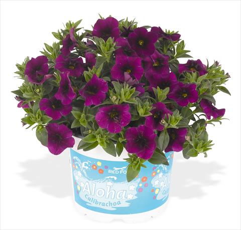 Photo de variété de fleurs à utiliser comme: Pot, Plante à massif, patio, Suspension Calibrachoa RED FOX Aloha® Kona Midnight Purple