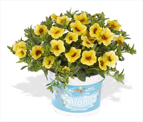 Photo de variété de fleurs à utiliser comme: Pot, Plante à massif, patio, Suspension Calibrachoa RED FOX Aloha® Kona Pineapple