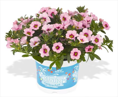 Photo de variété de fleurs à utiliser comme: Pot, Plante à massif, patio, Suspension Calibrachoa RED FOX Aloha® Kona Tiki Soft Pink