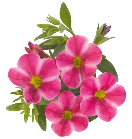 Photo de variété de fleurs à utiliser comme: Pot, Plante à massif, patio, Suspension Calibrachoa RED FOX Aloha® Neon Volcano