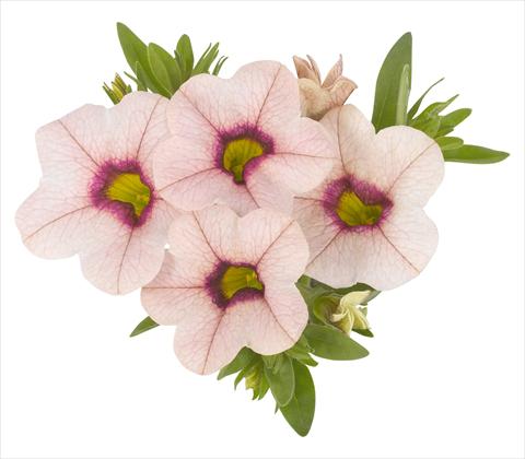 Photo de variété de fleurs à utiliser comme: Pot, Plante à massif, patio, Suspension Calibrachoa RED FOX Aloha® Tiki Lychee