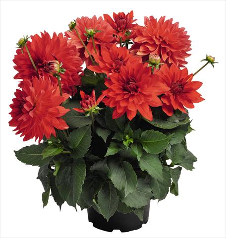 Photo de variété de fleurs à utiliser comme: Pot et Plante à massif Dahlia RED FOX XXL Alamos