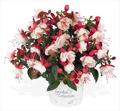 Photo de variété de fleurs à utiliser comme: Pot Fuchsia RED FOX Arêtes Upright Arroyo Grande