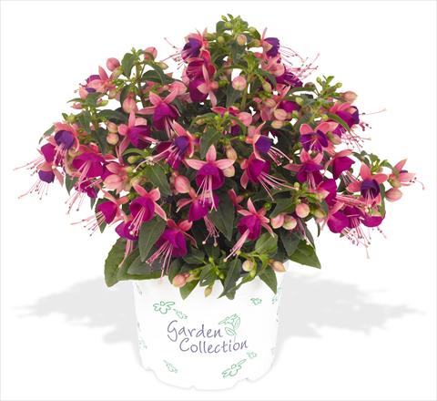Photo de variété de fleurs à utiliser comme: Pot Fuchsia RED FOX Arêtes Upright Jollies Nancy