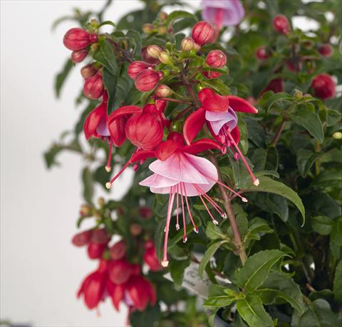 Photo de variété de fleurs à utiliser comme: Pot Fuchsia RED FOX Saba
