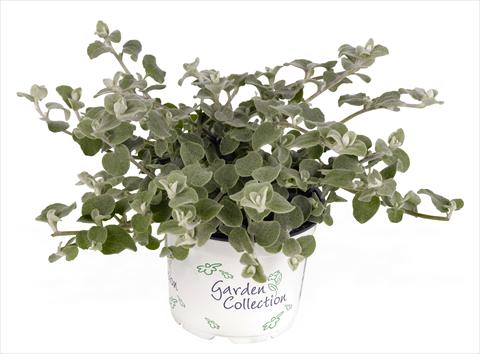 Photo de variété de fleurs à utiliser comme: Pot et Plante à massif Helichrysum (Bracteantha) Silver