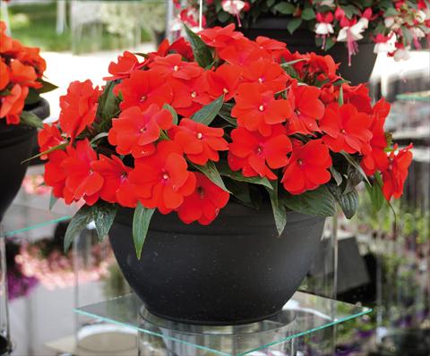 Photo de variété de fleurs à utiliser comme: Pot, Plante à massif, patio, Suspension Impatiens N. Guinea RED FOX Magnum Dark Red