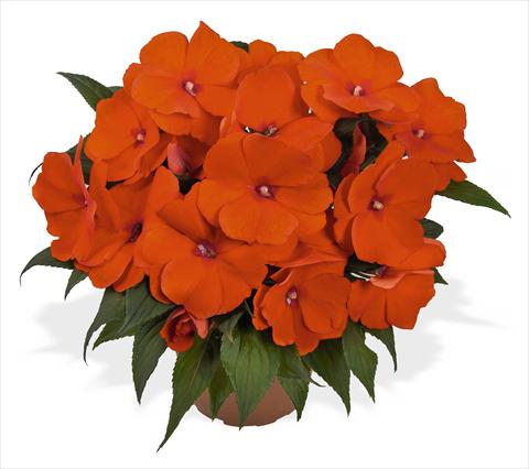 Photo de variété de fleurs à utiliser comme: Pot, Plante à massif, patio, Suspension Impatiens N. Guinea RED FOX Magnum Orange