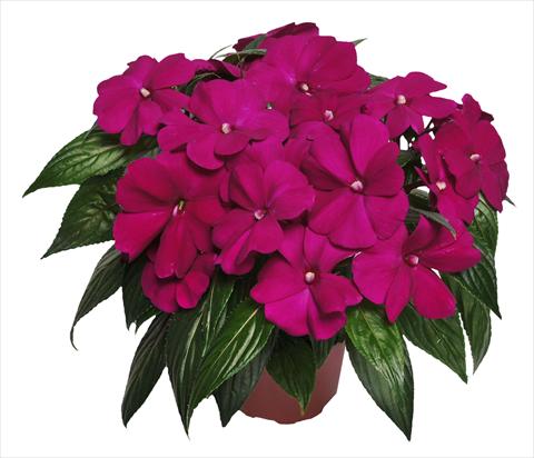 Photo de variété de fleurs à utiliser comme: Pot, Plante à massif, patio, Suspension Impatiens N. Guinea RED FOX Magnum Purple