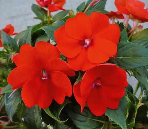 Photo de variété de fleurs à utiliser comme: Pot, Plante à massif, patio, Suspension Impatiens N. Guinea SunPatiens® Compact Electric Orange
