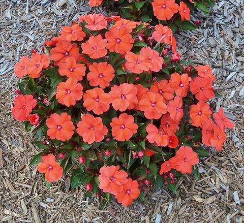 Photo de variété de fleurs à utiliser comme: Pot, Plante à massif, patio, Suspension Impatiens N. Guinea SunPatiens® Compact Hot Coral
