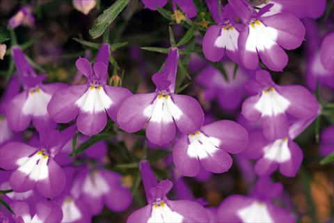 Photo de variété de fleurs à utiliser comme: Pot, Plante à massif, patio, Suspension Lobelia Hot Lilac White Eye
