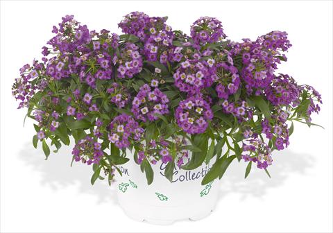 Photo de variété de fleurs à utiliser comme: Pot et Plante à massif Lobularia maritima Lavender Stream