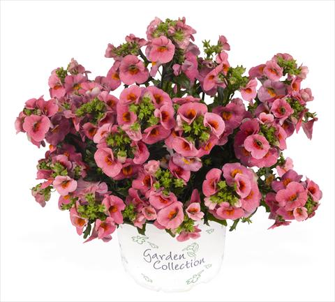 Photo de variété de fleurs à utiliser comme: Suspension / pot Nemesia RED FOX Nemo Pink