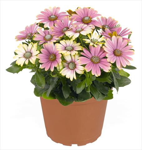 Photo de variété de fleurs à utiliser comme: Pot et Plante à massif Osteospermum RED FOX Summertime® Sweet Blue Sunrise