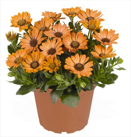 Photo de variété de fleurs à utiliser comme: Pot et Plante à massif Osteospermum RED FOX Summertime® Sweet Copper Sun