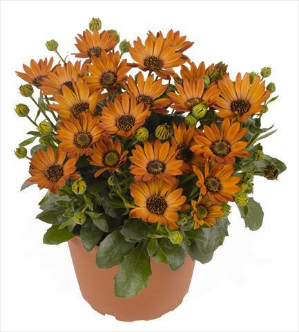 Photo de variété de fleurs à utiliser comme: Pot et Plante à massif Osteospermum RED FOX Summertime® Toffee