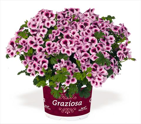 Photo de variété de fleurs à utiliser comme: Patio, pot Pelargonium interspec. RED FOX Graziosa Piccola Royal Soft Pink