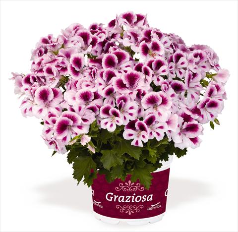 Photo de variété de fleurs à utiliser comme: Patio, pot Pelargonium interspec. RED FOX Graziosa Royal White