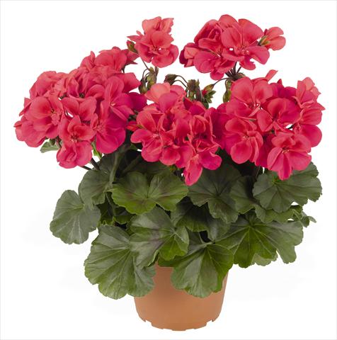 Photo de variété de fleurs à utiliser comme: Patio, pot Pelargonium interspec. RED FOX Sarita Punch