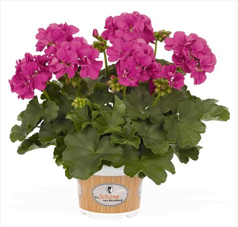 Photo de variété de fleurs à utiliser comme: Patio, pot Pelargonium interspec. RED FOX Schöne von Rheinberg Lilac