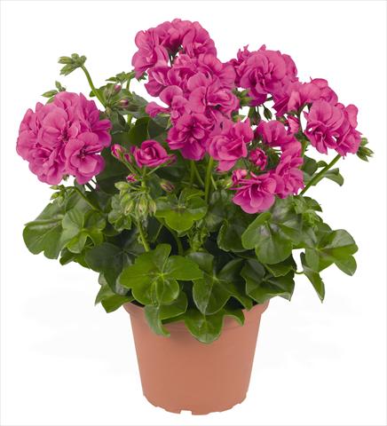 Photo de variété de fleurs à utiliser comme: Pot, patio, Suspension Pelargonium peltatum RED FOX Great Balls of Fire Blue