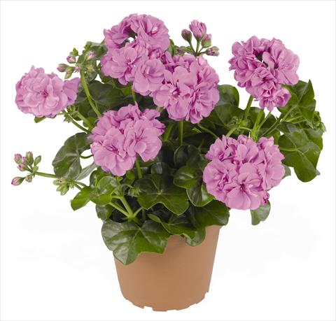 Photo de variété de fleurs à utiliser comme: Pot, patio, Suspension Pelargonium peltatum RED FOX Great Balls of Fire Lavender