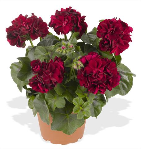 Photo de variété de fleurs à utiliser comme: Pot, patio, Suspension Pelargonium peltatum RED FOX Great Balls of Fire Merlot