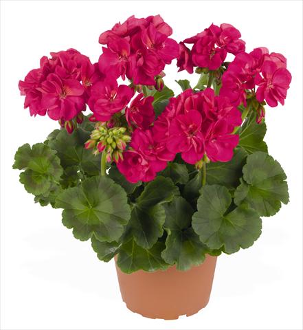 Photo de variété de fleurs à utiliser comme: Pot, Plante à massif, patio Pelargonium zonale RED FOX Green Series Azulia