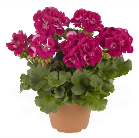 Photo de variété de fleurs à utiliser comme: Pot, Plante à massif, patio Pelargonium zonale RED FOX Green Series Plum 2013